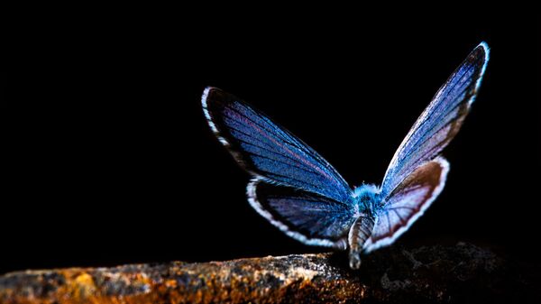 Plavi Leptir  - Sputnik Srbija