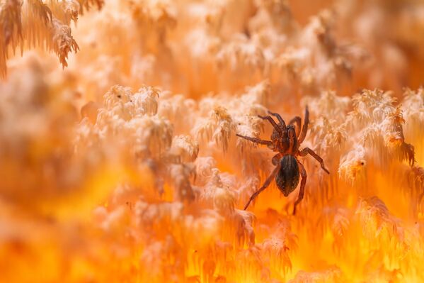 „У коралном царству”, Орловски округ, Аутор: Денис Пронин „У коралном царству”, Орловски округ, Аутор: Денис Пронин - Sputnik Србија