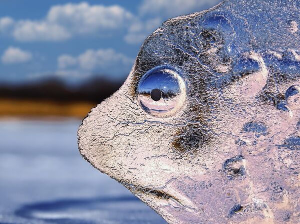 Тужна фока - Аутор: Игор Жабски Тужна фока - Аутор: Игор Жабски - Sputnik Србија