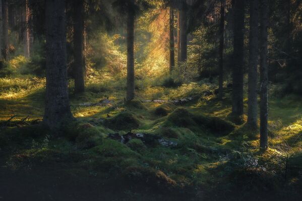 Номинација "Најлепше позадине за вашу радну површину“: Мистериозна шума, подручје језера Ладога Аутор: Данил Силантјев Номинација "Најлепше позадине за вашу радну површину“: Мистериозна шума, подручје језера Ладога Аутор: Данил Силантјев - Sputnik Србија