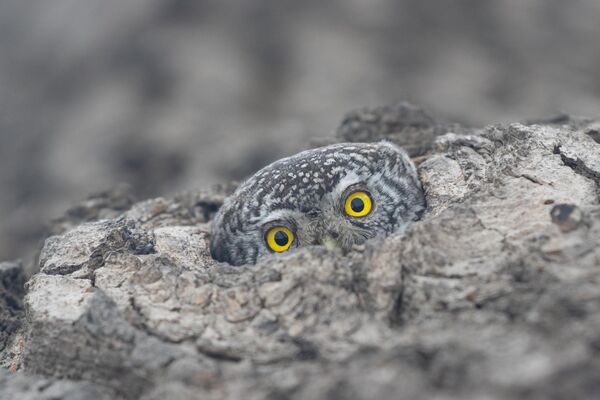 „Птице“, Ботаничка башта Цицин Аутор: Наталија Приваленко „Птице“, Ботаничка башта Цицин Аутор: Наталија Приваленко - Sputnik Србија