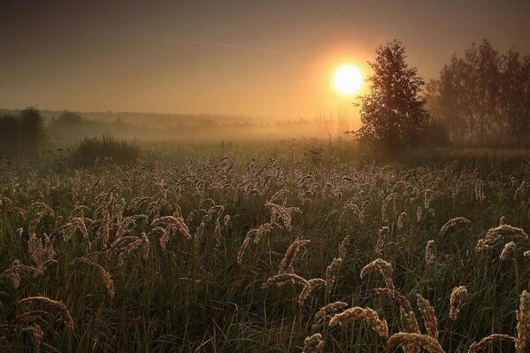 Магловито јутро Аутор: Сергеј Тељњук, Талдомски округ Магловито јутро Аутор: Сергеј Тељњук, Талдомски округ - Sputnik Србија