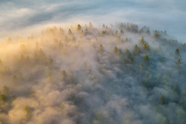 Јутро над смрчовом шумом - Аутор: Александар Пашеничев Јутро над смрчовом шумом - Аутор: Александар Пашеничев - Sputnik Србија