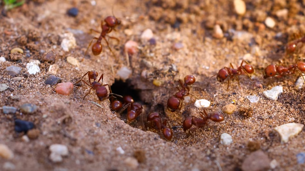 Mravi - Sputnik Srbija