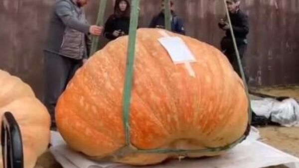  Бундева тешка тону - Sputnik Србија