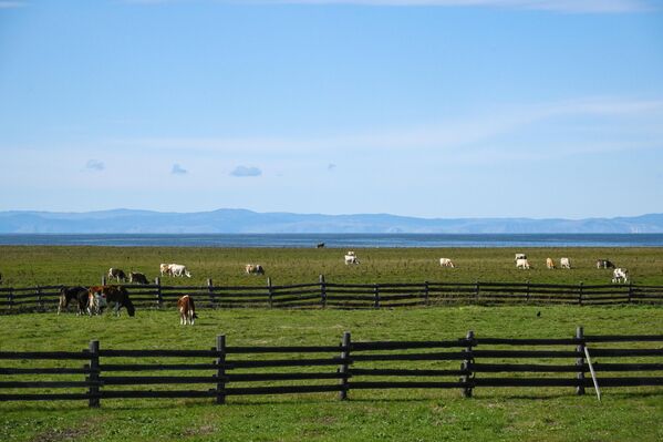 Краве пасу на ливади на обали Бајкалског језера у Републици Бурјатији. У јулу 2023. године, Дума је усвојила амандмане на законе „О заштити Бајкалског језера“ и „О процени утицаја на животну средину“. Документ предлаже успостављање листе локација на којима је дозвољена чиста сеча шумских састојина током изградње, реконструкције и рада до 31. децембра 2030. године. - Sputnik Србија