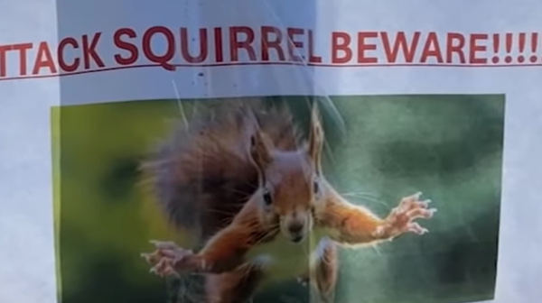 Agresivna veverica napala stanovnike San Rafaela - Sputnik Srbija