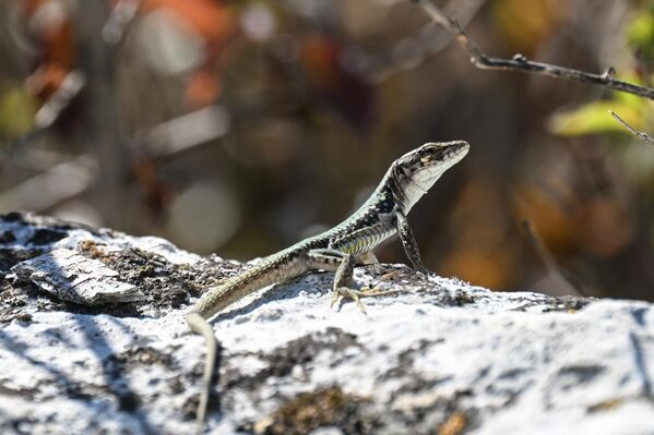После тога није обновљен, али је остао важан историјски и археолошки споменик. После тога није обновљен, али је остао важан историјски и археолошки споменик. - Sputnik Србија