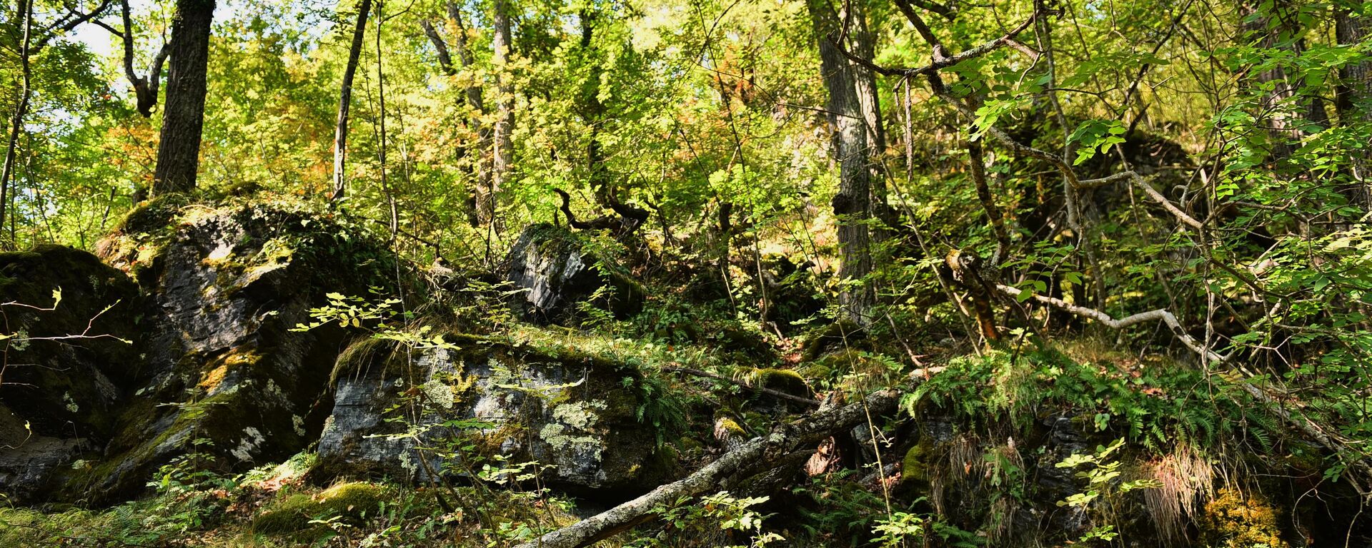 Шума - Sputnik Србија, 1920, 26.12.2025