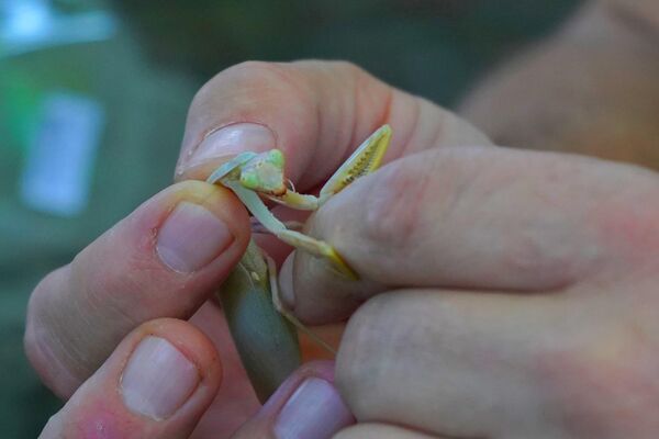 Овари истиче да људи немају разлога за страх јер се богомољке хране инсектима. Овари истиче да људи немају разлога за страх јер се богомољке хране инсектима. - Sputnik Србија