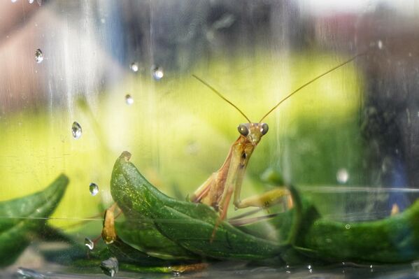 Овари истиче да су у народу богомољке запажене управо због карактеристичног положаја екстремитета."Због тог положаја, изгледа као да се моле, отуд и тај назив богомољка", навео је Овари. Овари истиче да су у народу богомољке запажене управо због карактеристичног положаја екстремитета."Због тог положаја, изгледа као да се моле, отуд и тај назив богомољка", навео је Овари. - Sputnik Србија