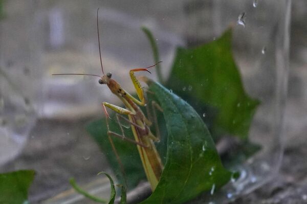 Овари је навео да није реч о најезди већ о нормалној појави, миграцији животињске врсте."Оно што је ту интересантно, јесте да је дошло до климатске промене и једна врста која до тада није била типична за наше крајеве јер није могла да преживи те хладне зиме, сада се просто настанила јер јој услови животне средине погодују. Наравно, пошто нема природних предатора, она је у експанзији, а са друге стране, оно што је битно, та врста је много већа и лакше се уочава", поручио је Овари. Овари је навео да није реч о најезди већ о нормалној појави, миграцији животињске врсте."Оно што је ту интересантно, јесте да је дошло до климатске промене и једна врста која до тада није била типична за наше крајеве јер није могла да преживи те хладне зиме, сада се просто настанила јер јој услови животне средине погодују. Наравно, пошто нема природних предатора, она је у експанзији, а са друге стране, оно што је битно, та врста је много већа и лакше се уочава", поручио је Овари. - Sputnik Србија