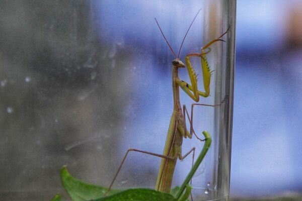 Та врста инсекта која се у већем броју појавила карактеристична је за наше просторе, а реч је о европској богомољки Мантис религиоса. Та врста инсекта која се у већем броју појавила карактеристична је за наше просторе, а реч је о европској богомољки Мантис религиоса. - Sputnik Србија