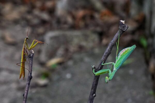 "Богомољке не могу да пренесу никакву болест. Постоје разна веровања у народу. Међутим, суштина је у томе да богомољке муњевито хватају плен помоћу тих предњих екстремитета. Оне су искључиво предатори, хране се другим животињама", рекао је Овари за Танјуг. "Богомољке не могу да пренесу никакву болест. Постоје разна веровања у народу. Међутим, суштина је у томе да богомољке муњевито хватају плен помоћу тих предњих екстремитета. Оне су искључиво предатори, хране се другим животињама", рекао је Овари за Танјуг. - Sputnik Србија