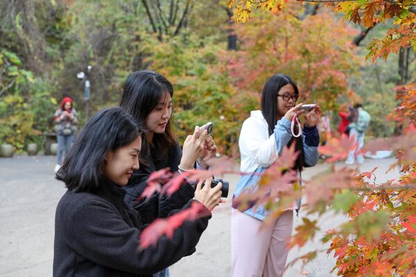Живописно лишће јавора у јесен у кинеском подручју Тјанћаогоу овековечено на фотографијама. - Sputnik Србија
