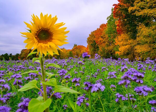 Сунцокрет међу љубичастим фацелијама у цвату - боје јесени стигле су и у Немачку. - Sputnik Србија