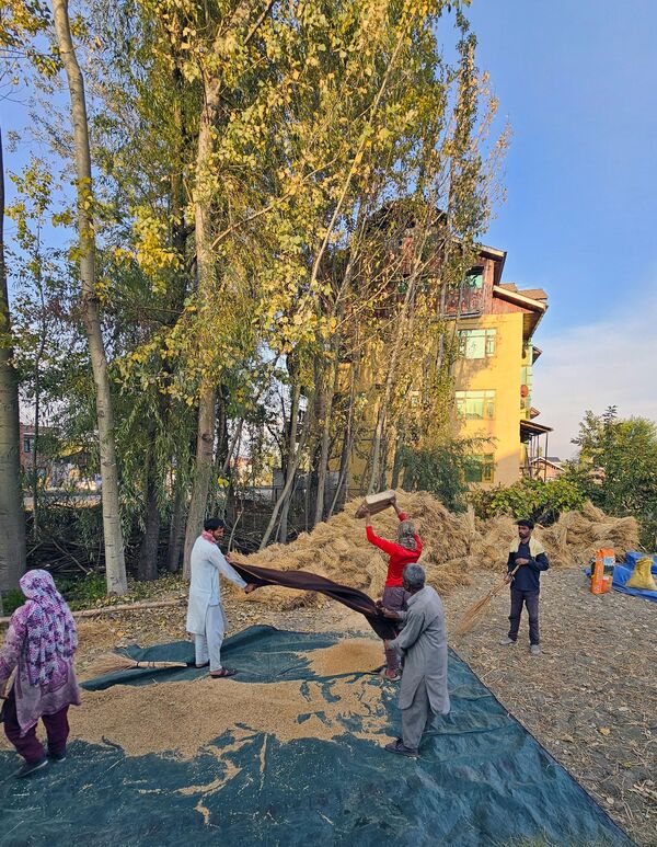 Долазак јесени означава период када пољопривредници жању пиринач у Кашмиру. - Sputnik Србија