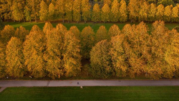 Поподневно сунце обасјава алеју дрвећа у јесењим бојама у парку Марбери у британском Нортвичу. - Sputnik Србија