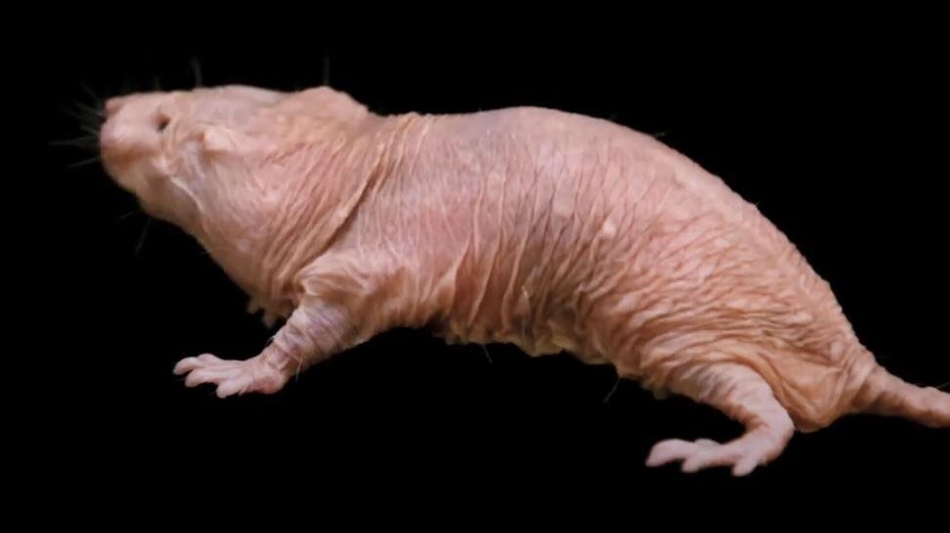 Гола кртица Гола кртица - Sputnik Србија, 1920, 14.10.2025