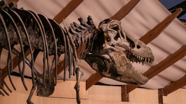 Dinosaurus skelet - Sputnik Srbija