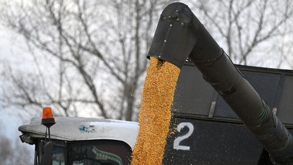 Kukuruz - Sputnik Srbija