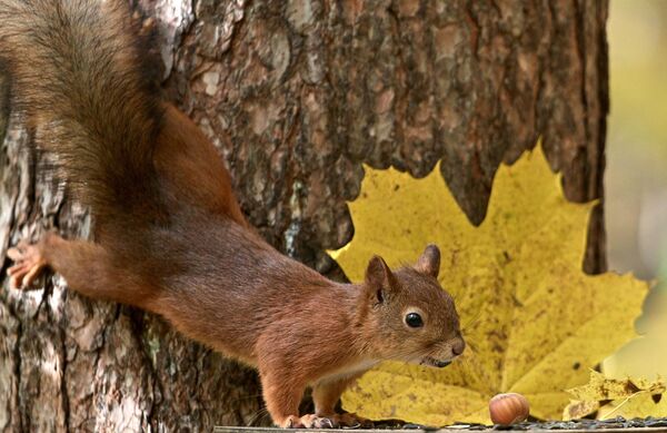 Веверица у парку Сосновка - Sputnik Србија