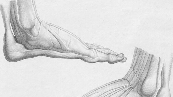 Stopalo - anatomski prikaz - Sputnik Srbija