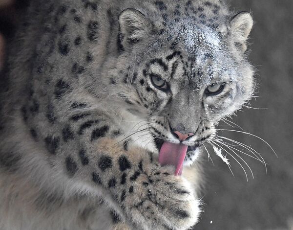 Женка снежног леопарда по имену Аксу у свом ограђеном простору у Парку флоре и фауне Ројев Ручеј у Краснојарску. - Sputnik Србија