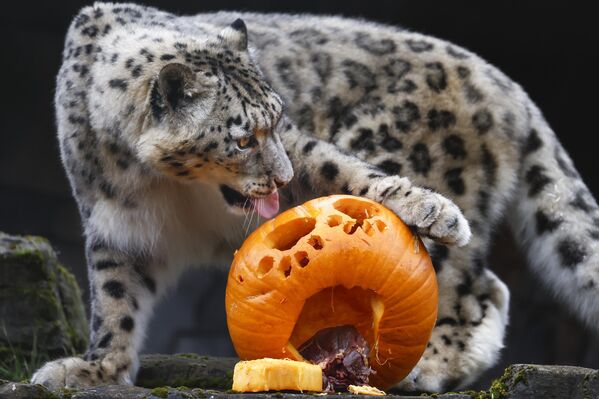 Снежна леопардица Нела из зоолошког врта „Пет сестара“ у Вест Лотијану у  Шкотској.  - Sputnik Србија