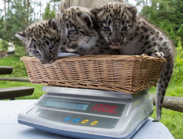Три младунчета снежног леопарда у парку дивљих животиња Луенебургер у Ниндорф-Ханстеду, Немачка. - Sputnik Србија