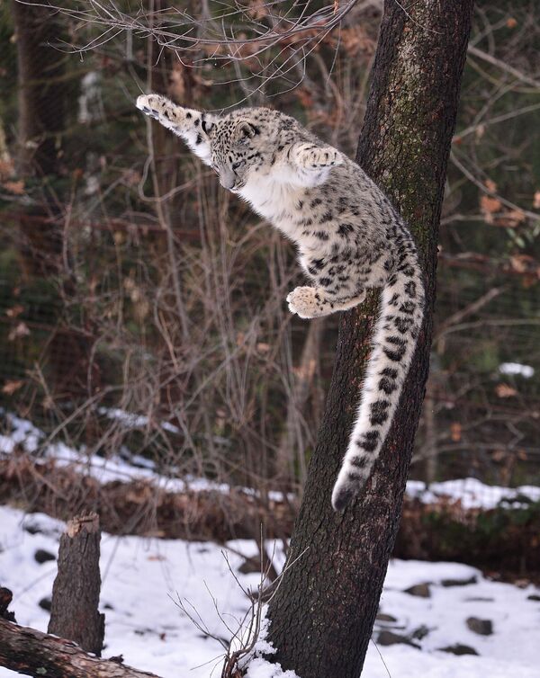 Овај снежни леопард становник је зоолошког врта Бронкс у Њујорку. Животни век ових животиња износи од 15 до 18 година, док у заточеништву могу поживети и до 20 година. - Sputnik Србија