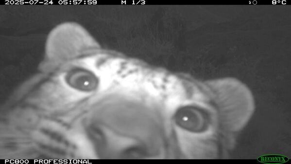 Снежни леопард у резервату природе Сајано-Шушенски.  - Sputnik Србија