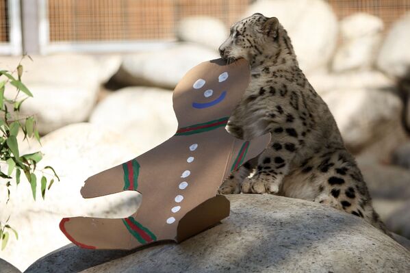 Снежни леопард у зоолошком врту и ботаничкој башти Лос Анђелеса. Младунци су рођени у зоолошком врту 26. маја од мачке по имену Азија. Верује се да је у дивљини азијских планина остало само око 5.000 до 7.000 снежних леопарда. - Sputnik Србија