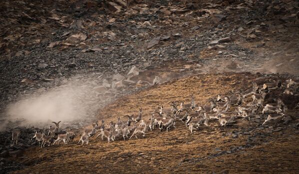 Женка снежног леопарда у провинцији Ћингхај у Кини. Ове мачке могу да толеришу екстремне температуре и  да скоче 45 стопа и убију плен који је два до три пута већи од њих. - Sputnik Србија