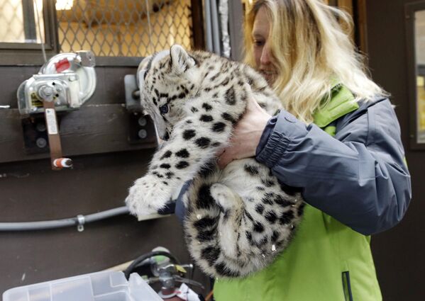 Младунче снежног леопарда по имену Ајбек узгојено је у Сијетлу, у оквиру Плана за преживљавање врсте снежног леопарда (SSP). Овај програм заштите спроводи се у акредитованим зоолошким вртовима како би се осигурала самоодржива популација снежних леопарда, који се сматрају угроженом врстом.  - Sputnik Србија