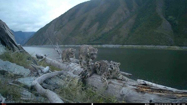 Снежни леопарди имају мекано и дебело сиво крзно са кружним тачкама и црним мрљама по којем су познати. У зиму оно постане бело. Реп је дебео, а шапе прекривене густом длаком као изолација против хладноће и снега. - Sputnik Србија