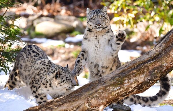 Ове невероватне животиње су на самом врху ланца исхране, а екосистеми који подржавају велики број снежних леопарда сматрају се здравим. - Sputnik Србија
