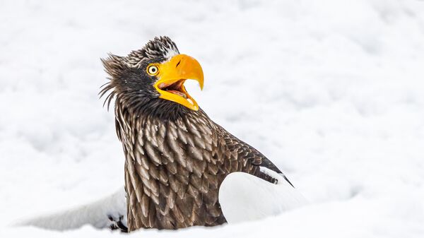 Snimok Go away avstraliйskogo fotografa Annette Kirby, stavšiй finalistom v konkurse 2025 The Nikon Comedy Wildlife Awards - Sputnik Srbija