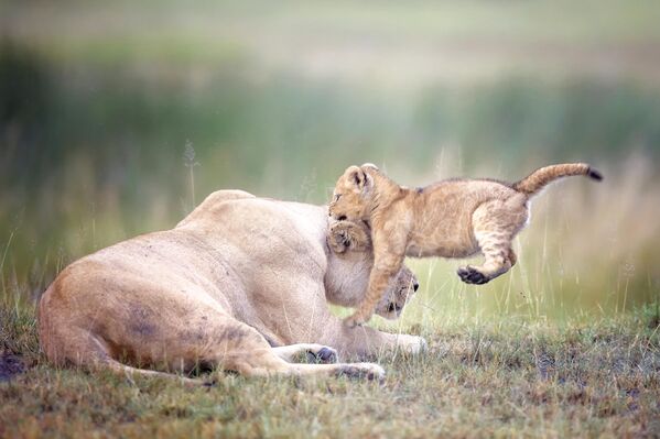 Viki Džauron. (SAD) - Razigrani mladunčići u močvari,,Mladunčići lava se igraju u močvari u Ndutuu, Tanzanija, rano ujutro. Nema ništa divnije i smešnije od gledanja mladunčića kako se igraju zajedno.''Mladunčić lava Ndutu, Tanzanija Viki Džauron. (SAD) - Razigrani mladunčići u močvari,,Mladunčići lava se igraju u močvari u Ndutuu, Tanzanija, rano ujutro. Nema ništa divnije i smešnije od gledanja mladunčića kako se igraju zajedno.''Mladunčić lava Ndutu, Tanzanija - Sputnik Srbija