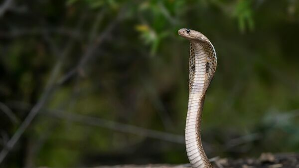 змија - Sputnik Србија