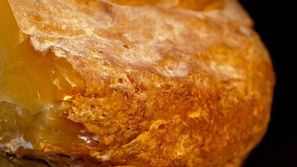 Након државне експертизе, јединствени комад биће изложен на аукцији ретког ћилибара, који је јединствен у свету. Након државне експертизе, јединствени комад биће изложен на аукцији ретког ћилибара, који је јединствен у свету. - Sputnik Србија