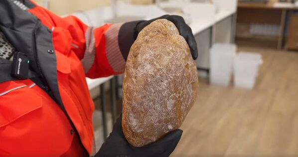 Пронађени узорак има облик полукруга и необично велику одломљену површину. Ове карактеристике упућују на то да је „Рекордер“ некада био још већи комад ћилибара. Пронађени узорак има облик полукруга и необично велику одломљену површину. Ове карактеристике упућују на то да је „Рекордер“ некада био још већи комад ћилибара. - Sputnik Србија