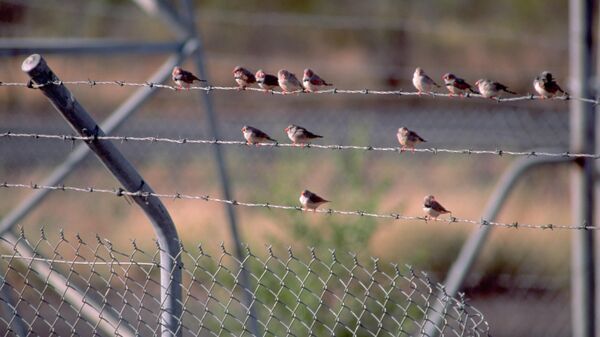 Зебрасте зебе - Sputnik Србија