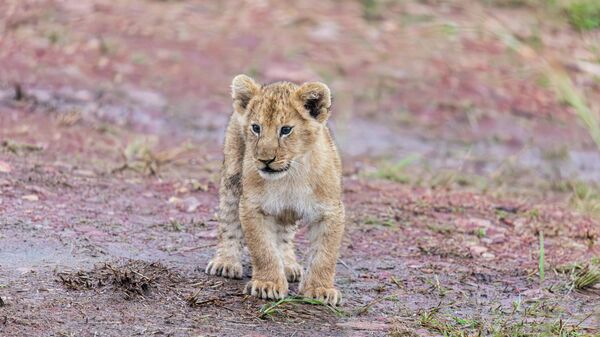 Младунче лава - Sputnik Србија