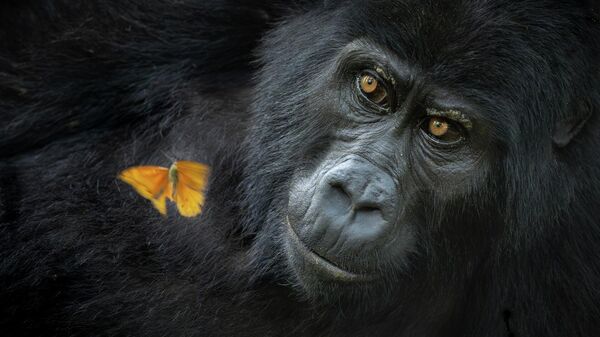 Snimok Shared wonder amerikanskogo fotografa Mary Schrader, pobedivšiй  v kategorii Animal Portraits konkursa Nature Photographer of the Year 2025 - Sputnik Srbija