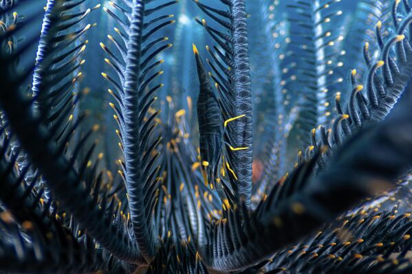 ,,Podzemni pernati svet'', Luis Arpa Toribio, Španija ,,Podzemni pernati svet'', Luis Arpa Toribio, Španija - Sputnik Srbija