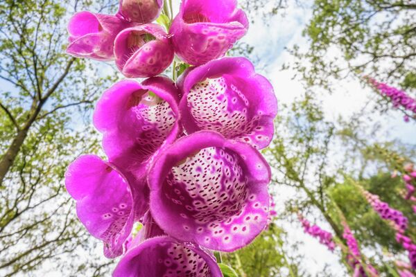 Fred Hazelof nagradu je osvojila fotografija ,,Cvetni pejzaž'', Teo Bosbum, Holandija Fred Hazelof nagradu je osvojila fotografija ,,Cvetni pejzaž'', Teo Bosbum, Holandija - Sputnik Srbija