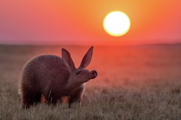 ,,Radoznali nos'', Laura Dajer Ujedinjeno Kraljevstvo (zemlja porekla Južna Afrika) ,,Radoznali nos'', Laura Dajer Ujedinjeno Kraljevstvo (zemlja porekla Južna Afrika) - Sputnik Srbija
