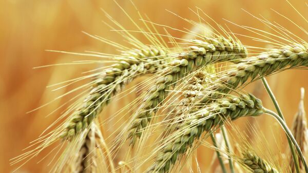 Ječam - Sputnik Srbija