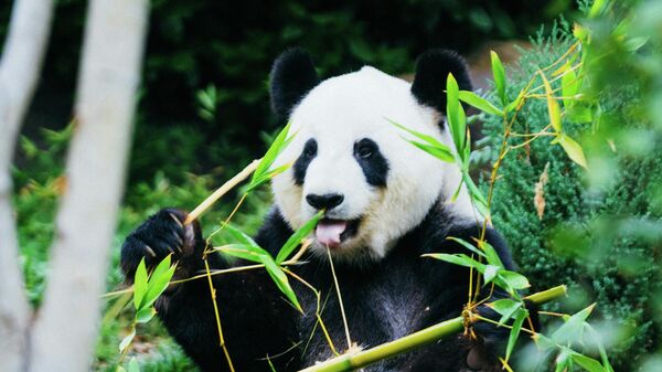 Džinovska panda - Sputnik Srbija